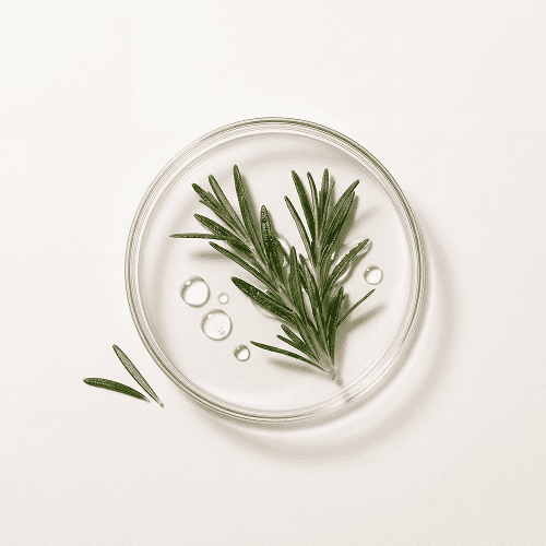 Rosemary Leaf Extract